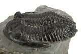 Detailed Hollardops Trilobite Fossil - Ofaten, Morocco #310244-2